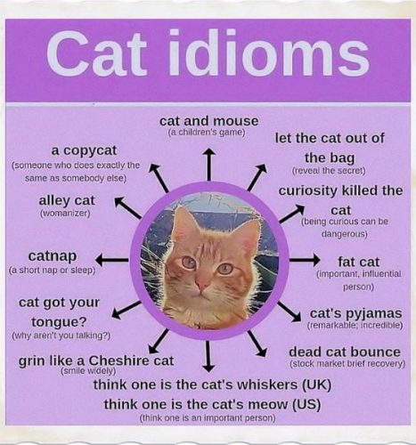 Animal Idioms about CATS and Their Meanings in English - ESLBUZZ
